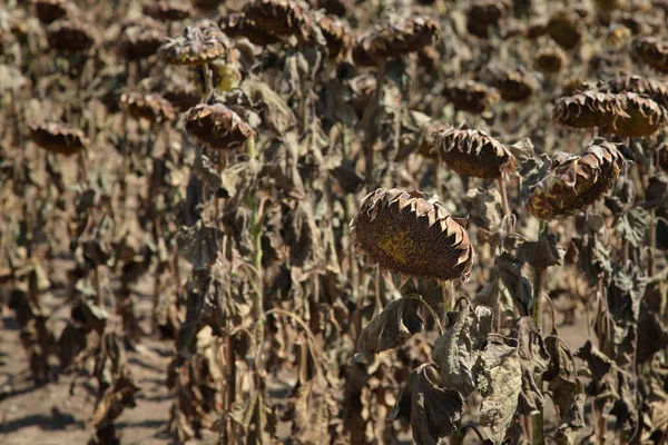 Doğal Afet Ayçiçeği Tarlasında Kuraklık Tarım Iklim Değişikliği — Stok fotoğraf