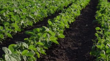 Tarım, tarlada yetiştirilmiş yeşil soya bitkileri, seçici odak ve düşük açı, bahar sonu veya yaz başı