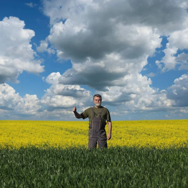 Neşeli Çiftçi Tarımcı Buğday Kanola Tarlalarını Inceleyip Baş Parmağıyla Işaret — Stok fotoğraf