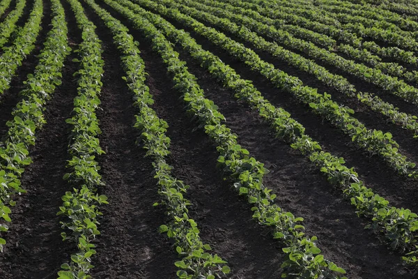 Zemědělství Zeleně Pěstované Sójové Rostliny Poli Koncem Jara Nebo Začátkem — Stock fotografie