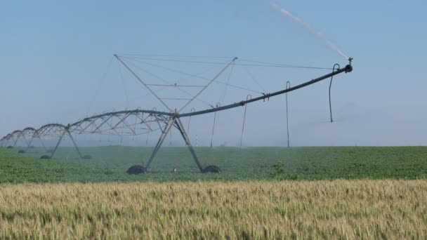 Erbsen Und Weizenfeld Frühling Mit Bewässerungssystem Für Die Wasserversorgung Sprinkler — Stockvideo