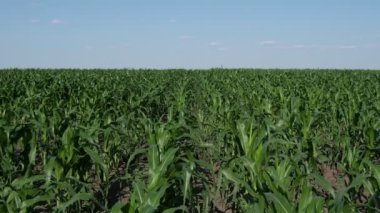 Çiftçi ya da tarımcı yeşil mısır tarlasında yürüyor, bitkilere dokunuyor ve onları inceliyor, bahar sonlarında tarıma giriyor.
