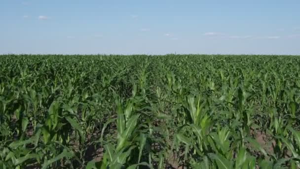 Zemědělství Zelené Pěstované Kukuřičné Pole Modrou Oblohou — Stock video