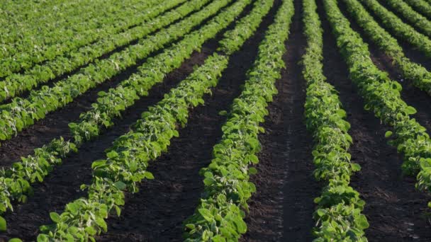 Landbouw Groene Gecultiveerde Sojabonen Veld Lage Hoek Late Lente Vroege — Stockvideo