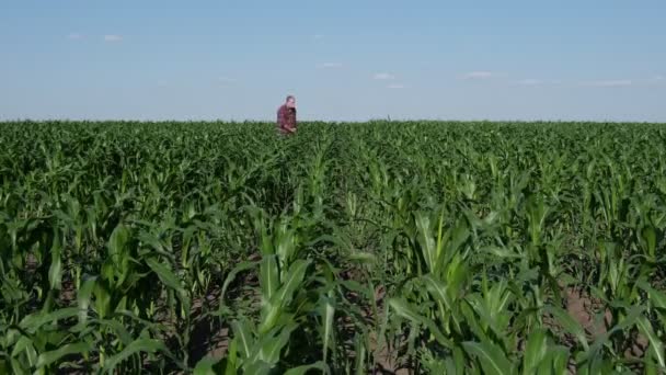 Agricultor Agrônomo Caminhando Pelo Campo Milho Verde Tocando Examinando Plantas — Vídeo de Stock