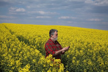Çiftçi ya da tarımcı tarladaki kanola bitkilerinin kalitesini denetliyor ve cep telefonuna yazıyor, baharda petrol tecavüzü