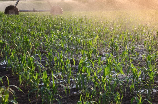 Maisfeld Frühling Mit Bewässerungssystem Für Die Wasserversorgung Sprinkler Die Wasser — Stockfoto