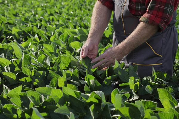 Agricultor Agrônomo Tocando Examinando Planta Soja Verde Campo — Fotografia de Stock