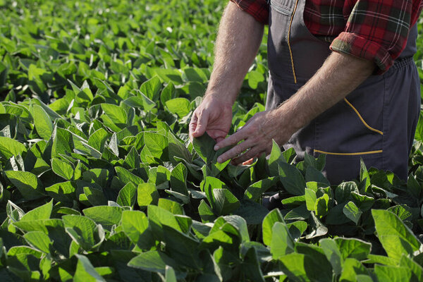 Farmer or agronomist touching and examining green soybean plant in field