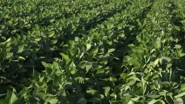 Agricultura Plantas Soja Cultivadas Verdes Campo Baixo Ângulo Final Primavera — Vídeo de Stock