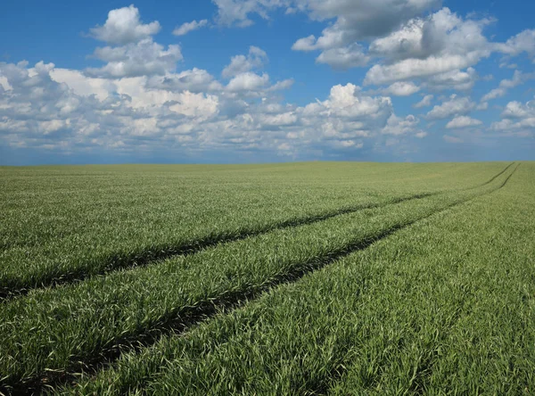 Pole Zielonych Roślin Pszenicy Wczesną Wiosną Niebieskim Niebem Białymi Chmurami — Zdjęcie stockowe