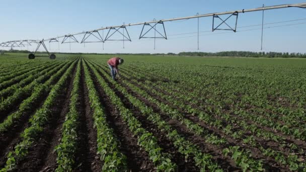 Agricultor Agrônomo Examinando Campo Soja Com Sistema Irrigação Usando Telefone — Vídeo de Stock