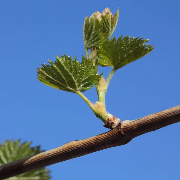 Zbliżenie Zielonych Liści Przetargowych Owoców Winogron Wiosnę Jasnoniebieskim Niebem Tle — Zdjęcie stockowe