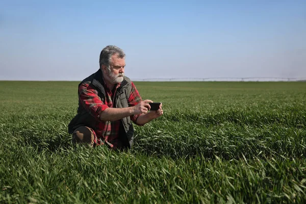 Jordbrukare Eller Agronom Inspektion Kvalitet Vete Växter Fält Och Foto — Stockfoto