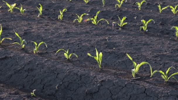 Rijen Jonge Groene Maïs Planten Het Veld Bij Zonsondergang Horizontale — Stockvideo