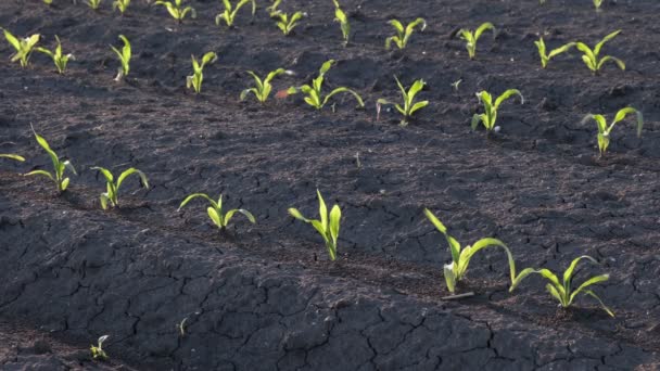 Rijen Van Jonge Groene Maïs Planten Het Veld Bij Zonsondergang — Stockvideo