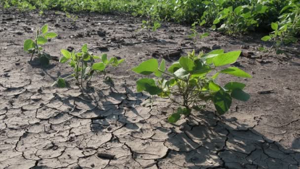 Sucho Povodni Sójovém Poli Popraskanou Půdou Jarní Zemědělství — Stock video