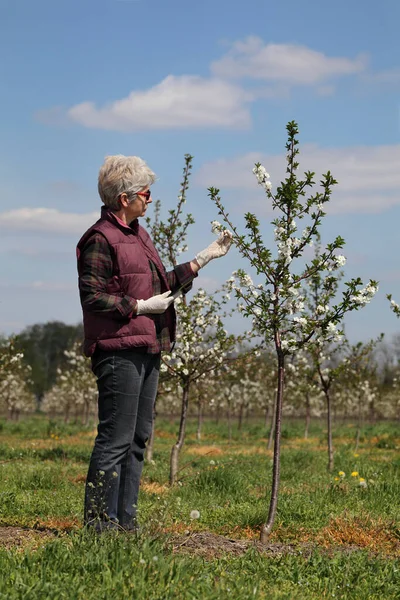 Agronomin Oder Bäuerin Begutachtet Blühende Kirschbäume Obstgarten Mit Schutzhandschuhen Händen — Stockfoto