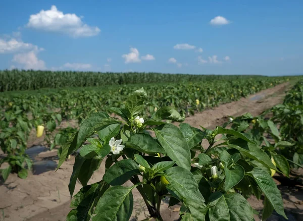 Agricultura Plantas Pimentón Flor Campo Con Hojas Verdes Flores Blancas —  Fotos de Stock