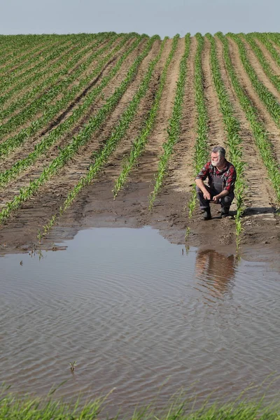 農家や農業学者泥や水に若い緑のトウモロコシの植物を検査し 錠剤に入力し 洪水後の損傷したフィールド — ストック写真