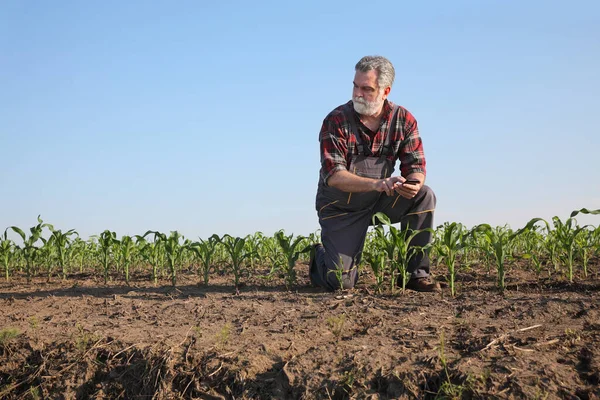 Agricultor Agrónomo Inspeccionando Calidad Las Plantas Maíz Campo Escribiendo Teléfono — Foto de Stock