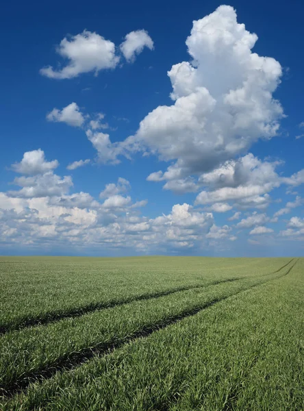 Pole Zelených Pšeničných Rostlin Začátku Jara Modrou Oblohou Bílými Mraky — Stock fotografie