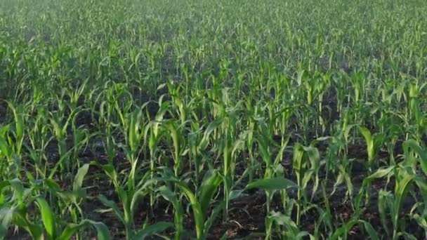 Kukoricamező Tavasszal Öntözőrendszerrel Vízellátáshoz Locsolófejek Fröccsenő Víz Növények Nagyítás Mezőgazdasági — Stock videók