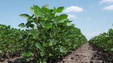 Tarım, tarlada yetiştirilmiş yeşil soya bitkileri, görüntüyü büyüt, alçak açı, bahar sonu veya yaz başı