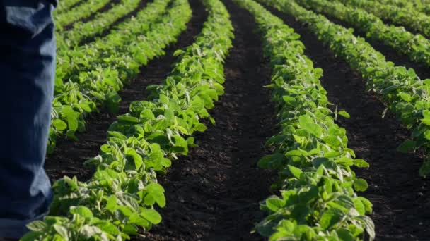 Agriculteur Agronome Marchant Dans Champ Soja Vert Touchant Inspectant Des — Video