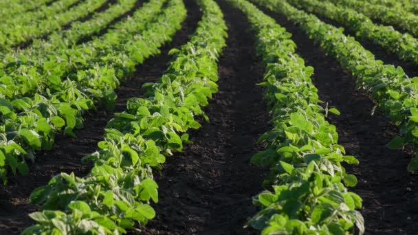 Landwirtschaft Grüne Sojabohnenpflanzen Auf Dem Feld Niedriger Winkel Spätes Frühjahr — Stockvideo