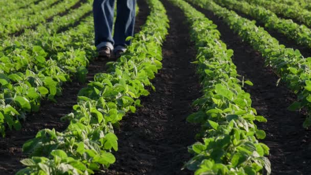 緑の大豆畑を歩き 植物に触れ 検査し 春に農業をする農家や農業者 — ストック動画