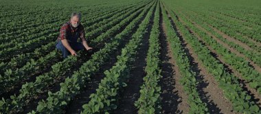 Yeşil soya tarlasında tarımcı ya da çiftçi. Tablet kullanarak ekinleri inceliyor.