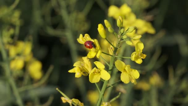 Lady Bug Insect Yellow Colorful Blossoming Canola Plant Field — Vídeo de Stock