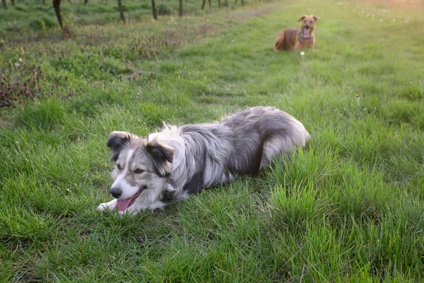 Grens Collie Leggen Gras Hijgen Met Belgische Malinois Herder Achtergrond — Stockfoto