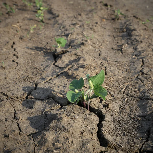 大豆田洪水泛滥后的干旱 兼论耕地与幼小植物的关系 图库照片