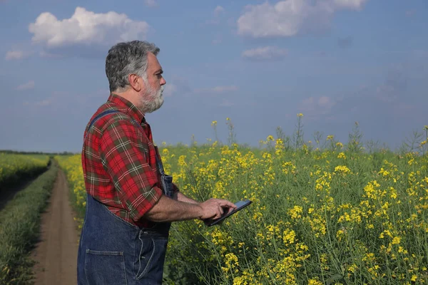 早春用石板检测油菜品质的农民或农学家 — 图库照片