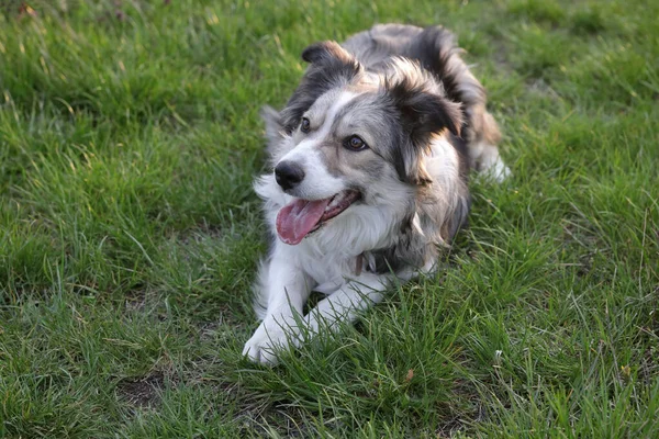 Młody Collie Graniczny Leżący Trawie Dyszący Późnym Popołudniem — Zdjęcie stockowe