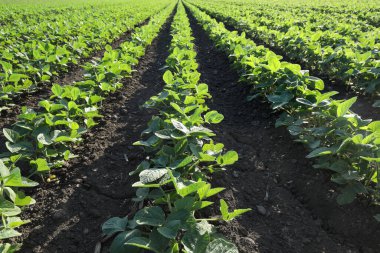 Tarım, tarlada yetiştirilen yeşil soya bitkileri, bahar sonu ya da yaz başında