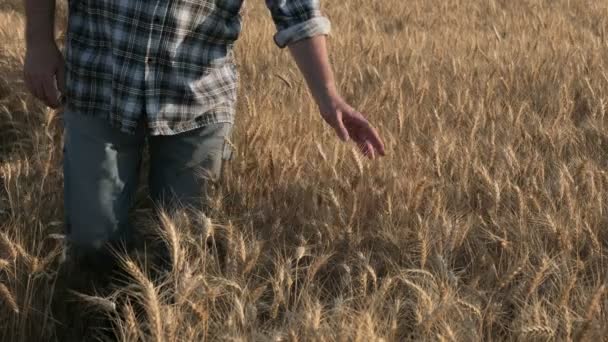 Zemědělci Nebo Agronomové Kontrolující Jakost Pšeničných Plodin Poli Připravených Sklizni — Stock video