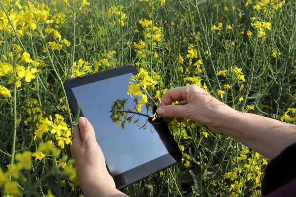 Lkbaharın Başlarında Kanola Kalitesini Inceleyen Çiftçi Tarım Uzmanı Tablet Ellerin — Stok fotoğraf