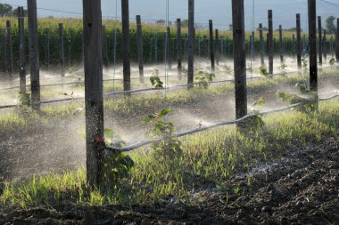 Young kiwi seedling plants in field with watering system in Greece