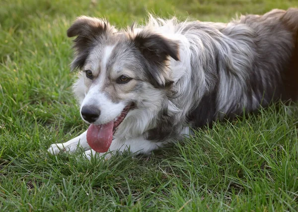 Young Border Collie Laying Grass Gasping Late Afternoon Stockfoto