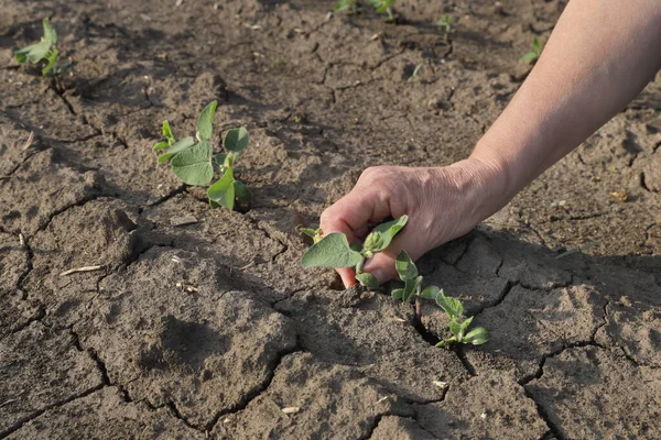 Boer Agronomist Het Veld Van Groene Sojabonen Die Gewassen Onderzoekt — Stockfoto