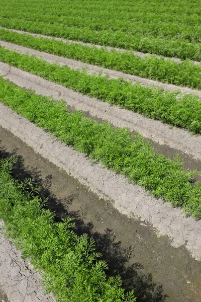 Green Leaves Carrot Plants Field Agriculture Summer — Foto de Stock