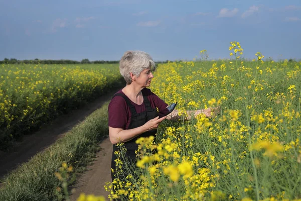 Agricoltore Agronomo Che Ispeziona Qualità Delle Piante Colza Fiore Campo — Foto Stock