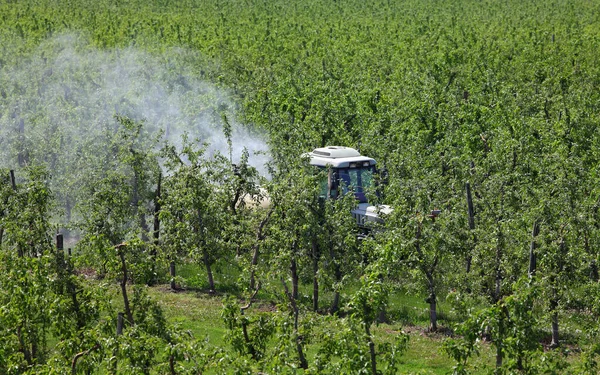 拖拉机使用空气除尘机喷雾器与化学杀虫剂或杀菌剂在苹果园 农业在春天 免版税图库照片