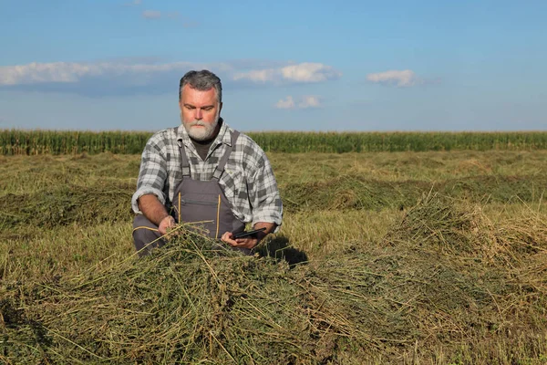농부나 농학자들은 타블렛을 사용하여 밭에서 콩나물로 건초를 검사한다 스톡 이미지