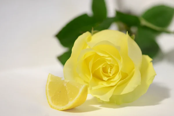 Rose citron — Photo