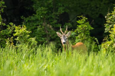Bir Roe Deer (Capreolus capreolus) geyiği. Bieszczady Dağları, Karpatlar, Polonya.