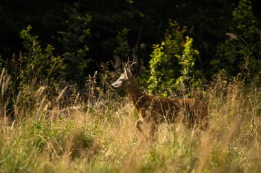 Bir Roe Deer (Capreolus capreolus) geyiği. Bieszczady Dağları, Karpatlar, Polonya.